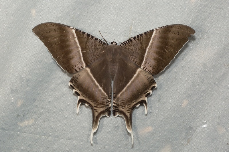 Uraniinae