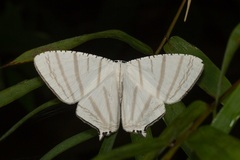 Urapteroides astheniata