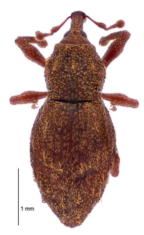 Dermotrichus