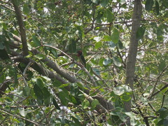 Psilopogon haemacephalus roseus