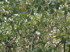 Psilopogon haemacephalus roseus
