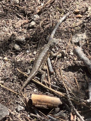 iNaturalist observation photo of Common Sagebrush Lizard