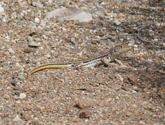 Acanthodactylus schreiberi