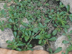 Glinus oppositifolius