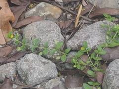 Mecardonia procumbens