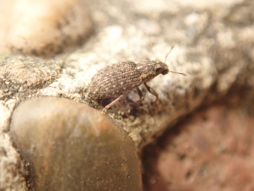 Clover Weevil, photo 8 of 8