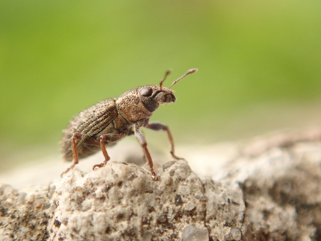 Sitona del trébol en una planta