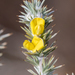 Porcupine Capegorse - Photo (c) magriet b, some rights reserved (CC BY-SA), uploaded by magriet b