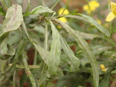 Erysiphe cruciferarum