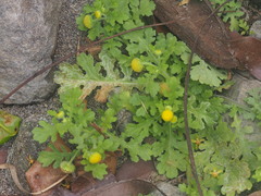 Grangea maderaspatana