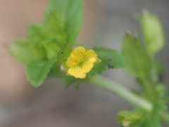 Mecardonia procumbens