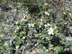 Spyridium thymifolium