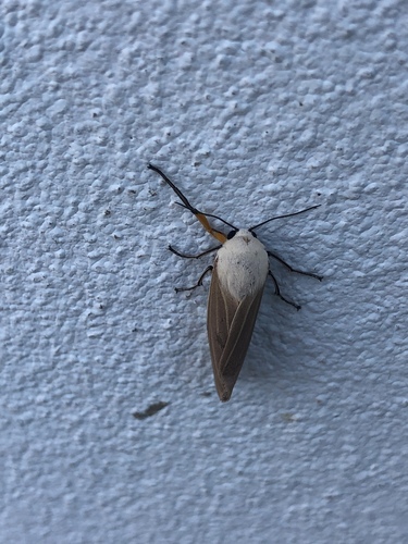Clouded Tiger Moth