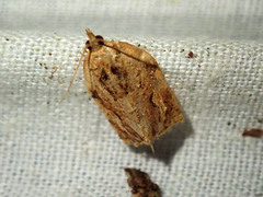 Adoxophyes privatana