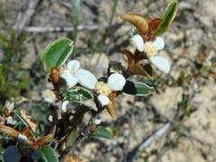 Spyridium thymifolium