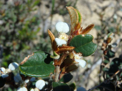 Spyridium thymifolium