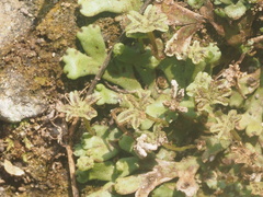 Marchantia treubii