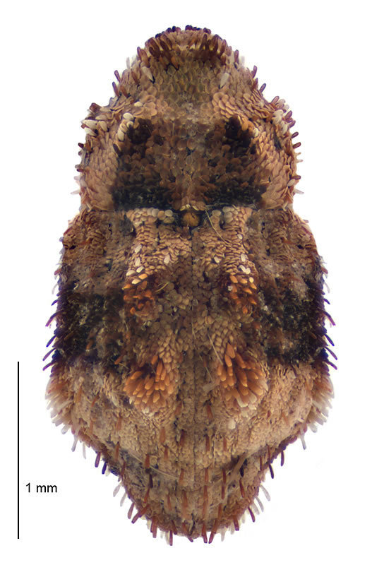 Didymus erroneus