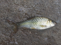 Barbodes binotatus