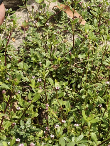 Photo of Common Silverline (Cigaritis vulcanus)