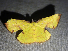 Corymica vesicularia