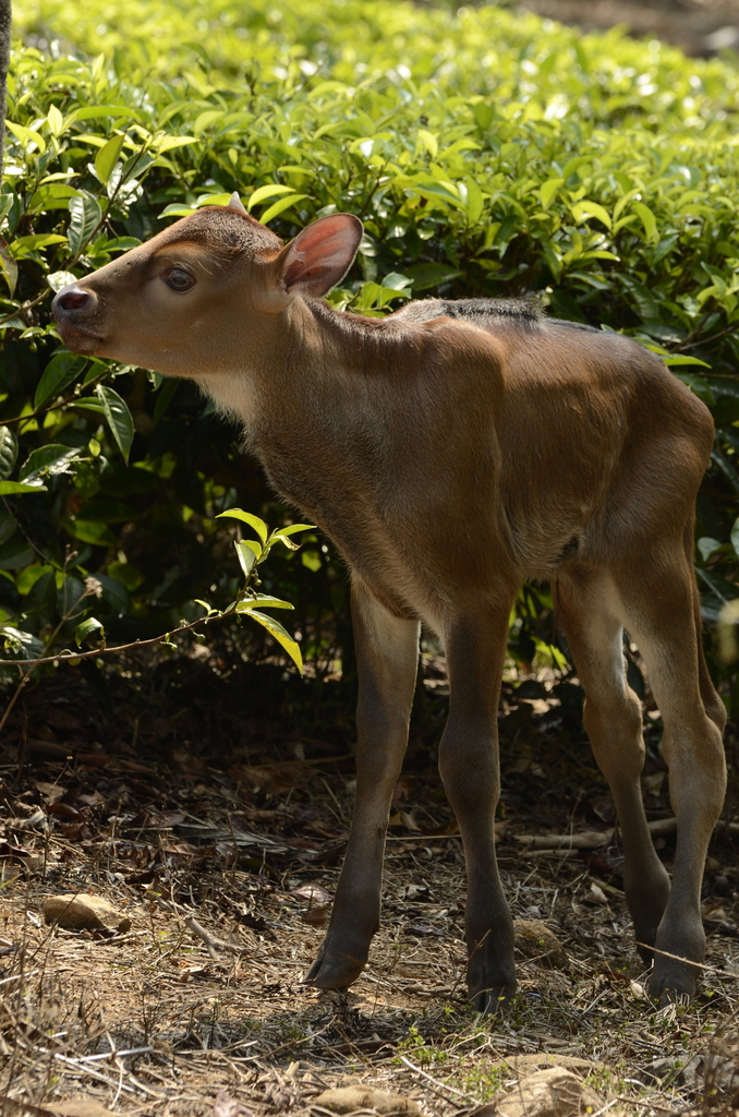 Gaur in April 2013 by P Jeganathan · iNaturalist