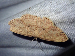 Perixera dithyma