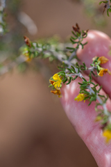 Aspalathus subtingens