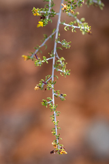 Aspalathus subtingens