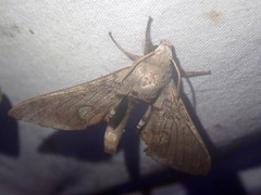 Daphnusa