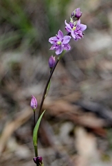 Arthropodium minus