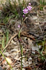 Arthropodium minus