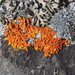 Flame Lichens - Photo (c) tangatawhenua, some rights reserved (CC BY-NC)