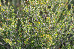 Aspalathus subtingens