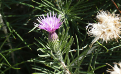 Ptilostemon chamaepeuce