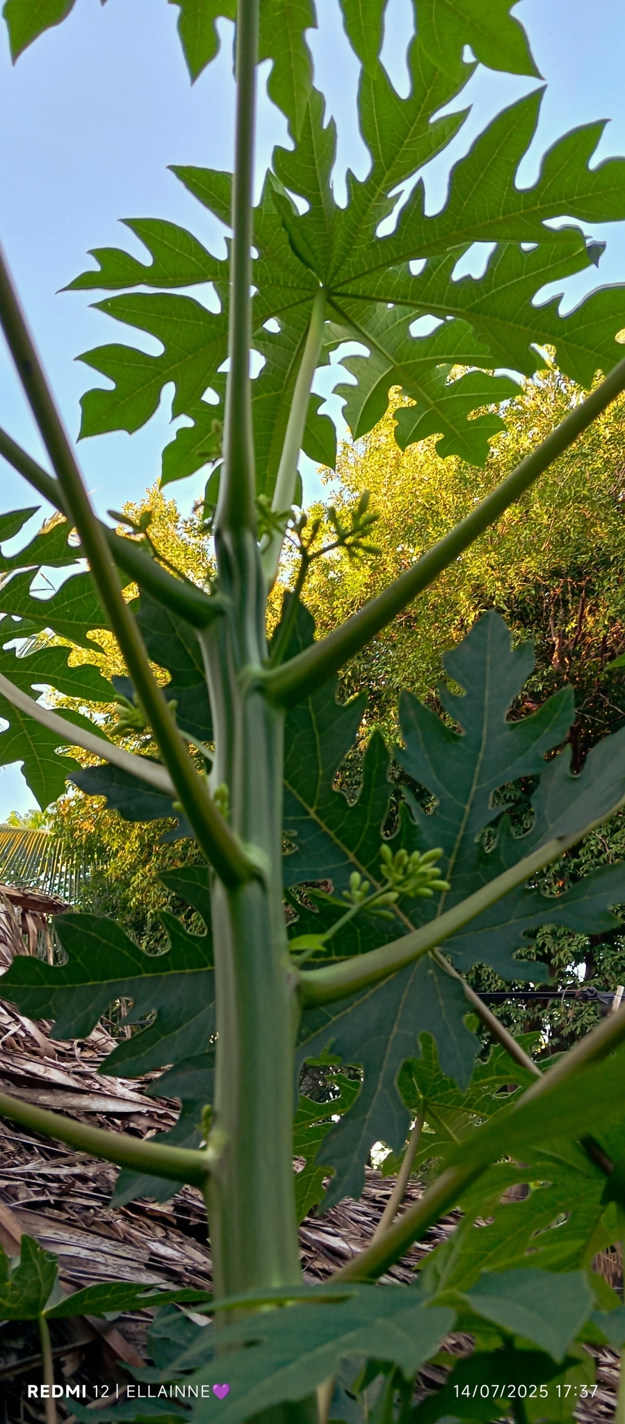 Carica papaya
