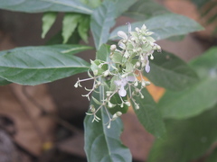 Rotheca myricoides