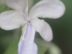 Rotheca myricoides