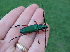 Plinthocoelium suaveolens