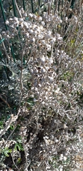 Jacobaea maritima
