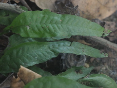Leptochilus pteropus