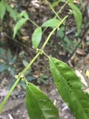 Lasianthus chlorocarpus