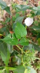 Jacquemontia paniculata