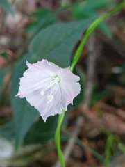 Jacquemontia paniculata