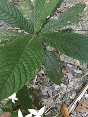 Atractocarpus hirtus