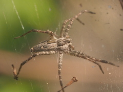 Dendrolycosa