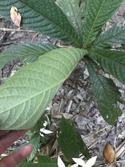 Atractocarpus hirtus