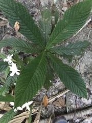 Atractocarpus hirtus