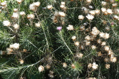 Ptilostemon chamaepeuce