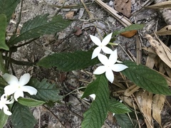 Atractocarpus hirtus